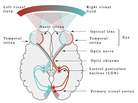 nervus opticus|Neuroanatomy, Cranial Nerve 2 (Optic)